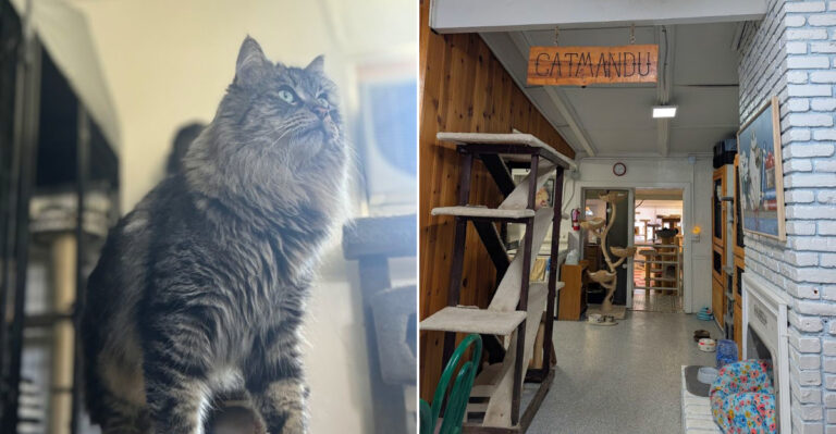 This Nevada Cat Sanctuary Gives Rescued Cats A Cage-Free Safe Haven