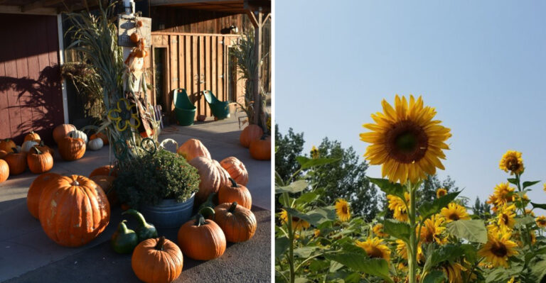 This Nevada Farm Stand Sells Produce So Good It Shapes Locals’ Weekly Routine