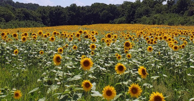 9 Gorgeous Tennessee Sunflower Fields Where The Scenery Looks Like A Painting