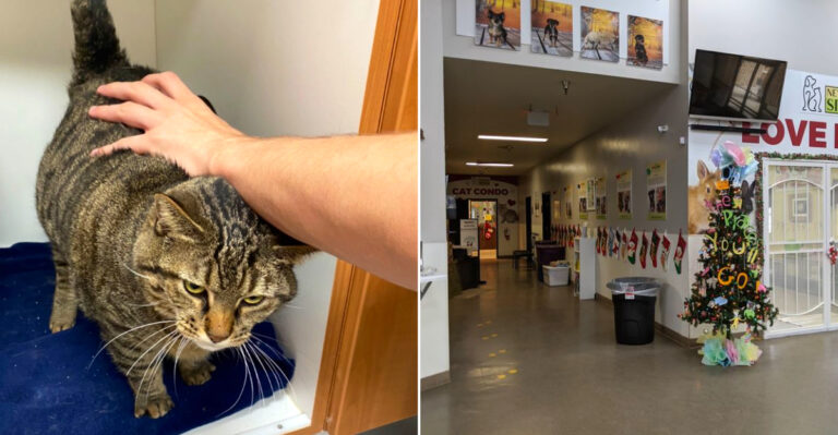This Nevada Animal Shelter Helps Rescued Cats And Dogs Find New Homes