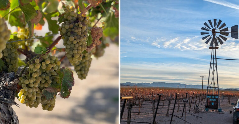 This Nevada Vineyard’s Views Are Best Experienced During Harvest Season