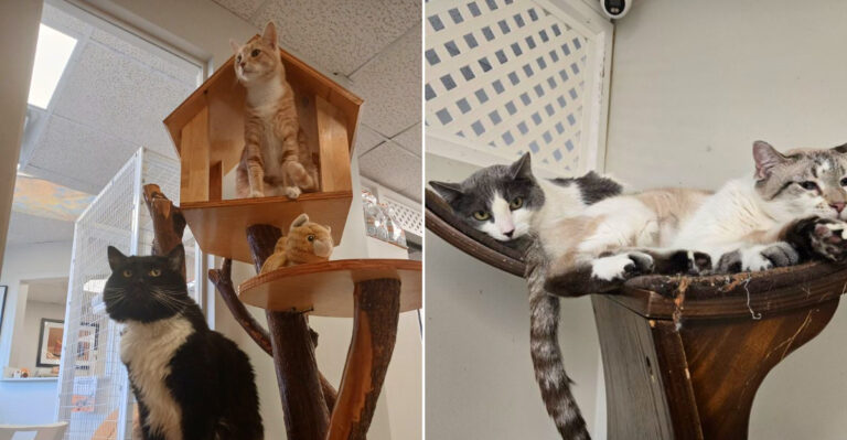 This Nevada Adoption Center Is Home To Dozens Of Free-Roaming Rescue Cats