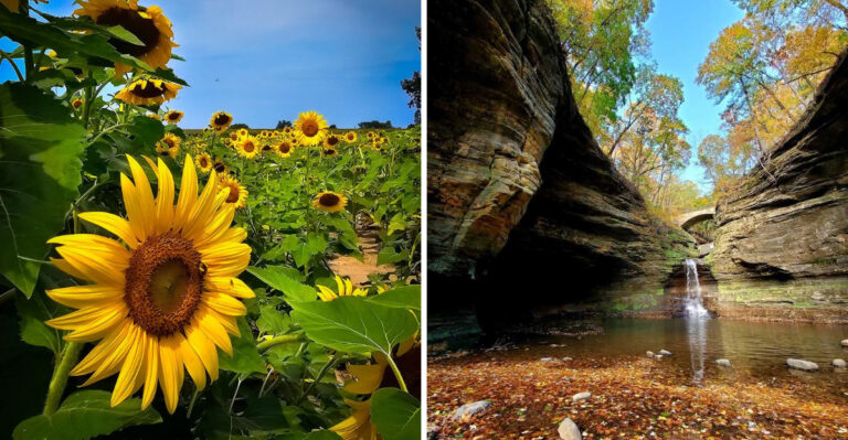 Few Visitors Know About This Massive 60-Acre Sunflower Field In Illinois