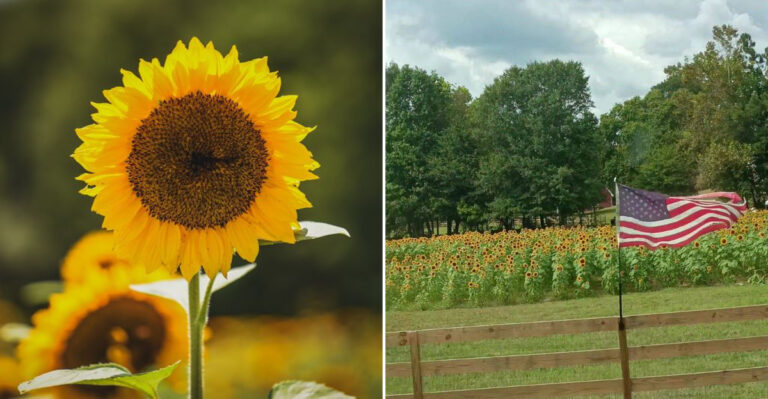 This Georgia Sunflower Farm Is A Must-Visit Summer Destination For Your 2026 Bucket List