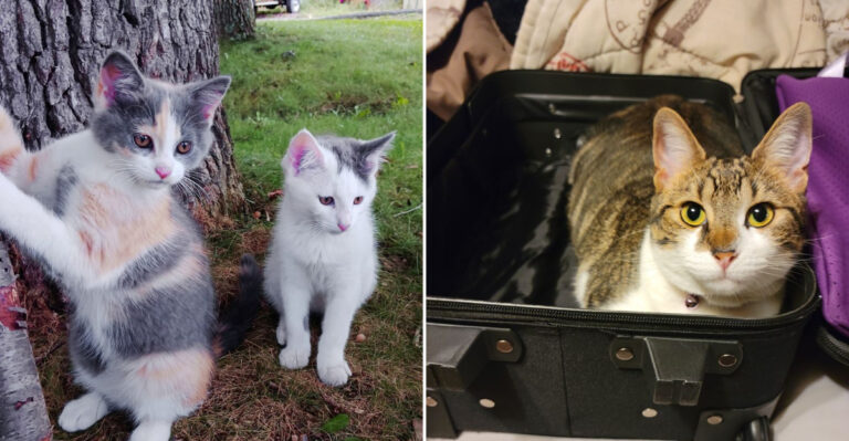 West Virginia Cat Sanctuary Offers Rescued Cats Love Safety And A Second Chance At Life