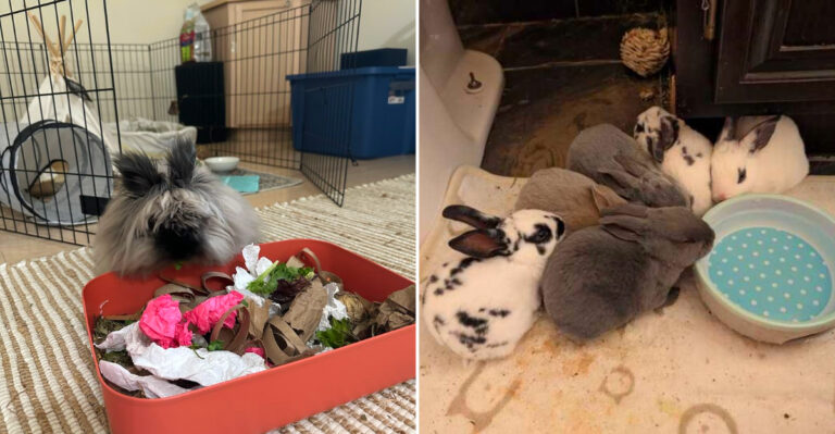 This Nevada Rabbit Rescue Gives Bunnies A Safe Place To Feel At Home