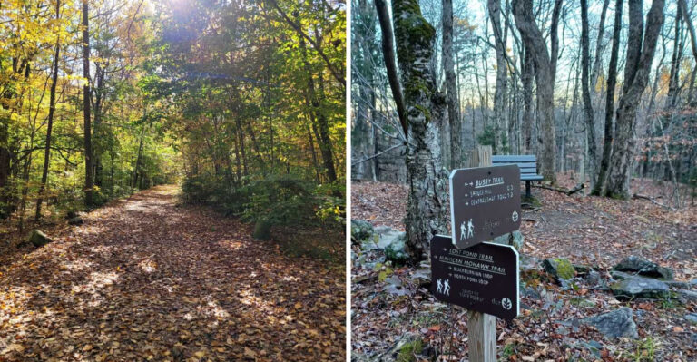 9 Massachusetts Hiking Trails Where Black Bears Are Especially Active In Late Summer
