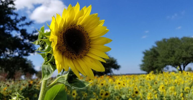 This Little-Known Texas Sunflower Field Is Glowing In Full Bloom Now