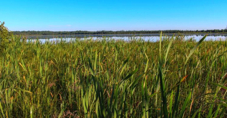 The Wisconsin Lake Where Locals Paddle Out And Harvest Their Own Wild Rice
