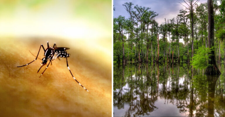 This Map Reveals The Worst Mosquito Hot Spots In Mississippi This Summer