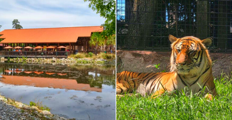 This Beloved Mississippi Zoo Has Spent 75 Years Growing From 12 Quiet Acres Into A Modern Wildlife Destination