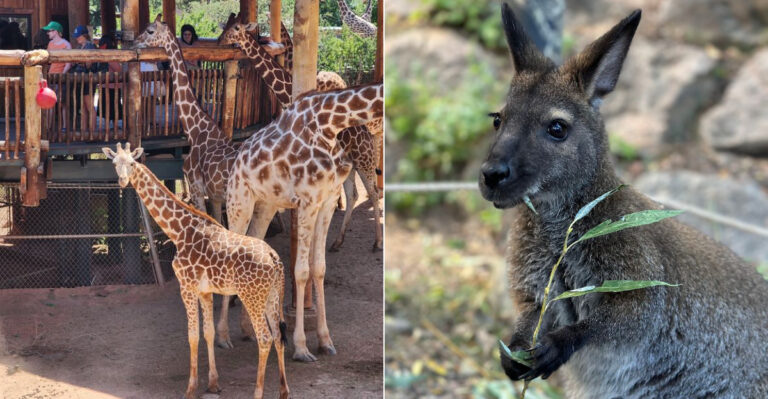 This Colorado Wildlife Destination Gets You Closer To Exotic Animals Than You’d Think