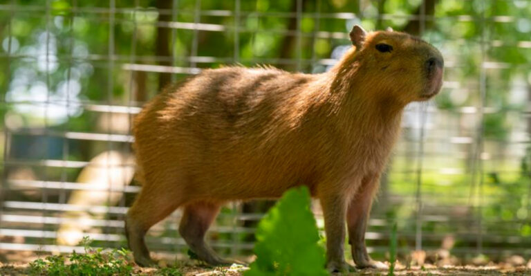 This Wisconsin Ranch Lets You Meet Capybaras And Exotic Animals Up Close