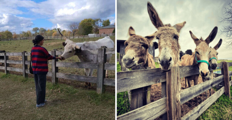 This Nonprofit Tennessee Rescue Farm Lets Visitors Meet And Hand-Feed Rescued Animals
