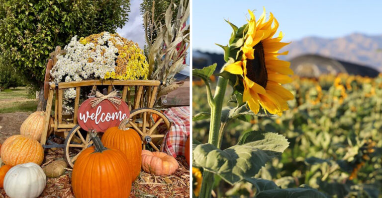 This Nevada Pumpkin Patch Is The Perfect Way To Kick Off Autumn Every Year