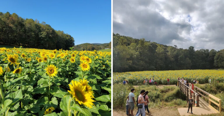 This Georgia Farm Turns Into A Sea Of Sunflowers Every Late Summer