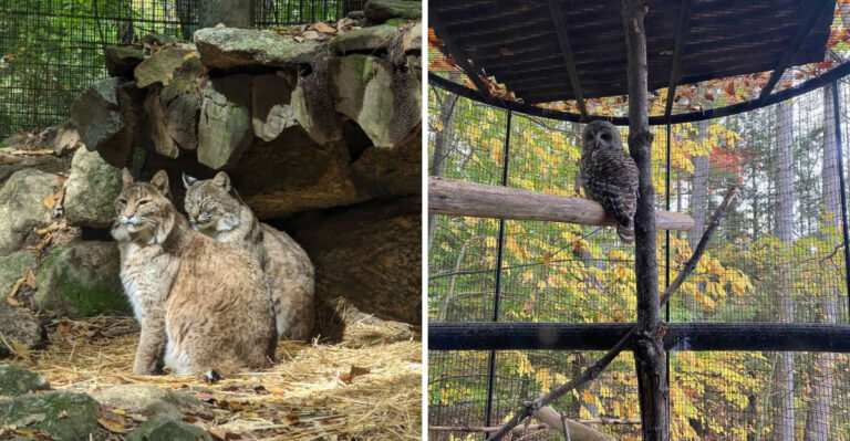 This New Hampshire Wildlife Park Is One Of The State’s Most Overlooked Family Attractions