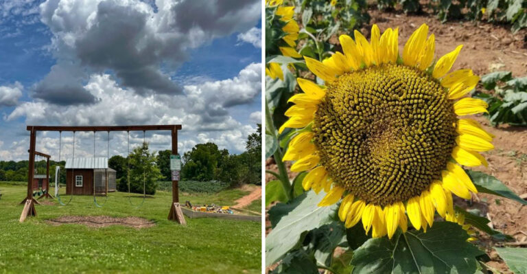 The Endless Sunflower Fields At This South Carolina Farm Are Worth The Drive