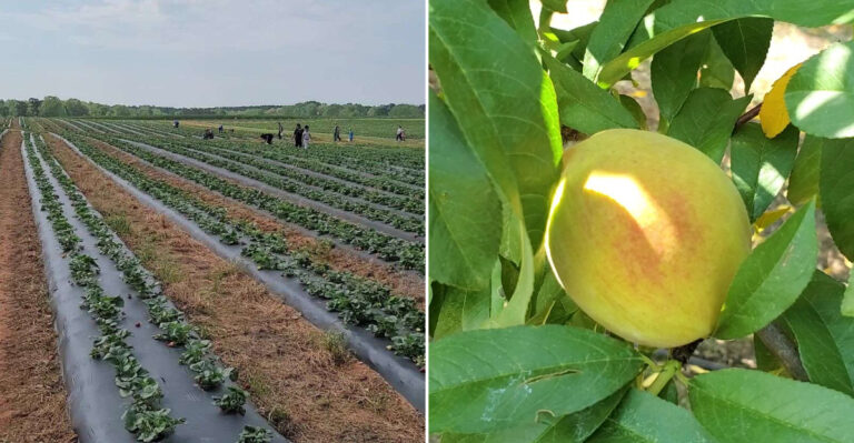 Discover The Georgia Orchard That Makes Picking Your Own Peaches An Unforgettable Experience