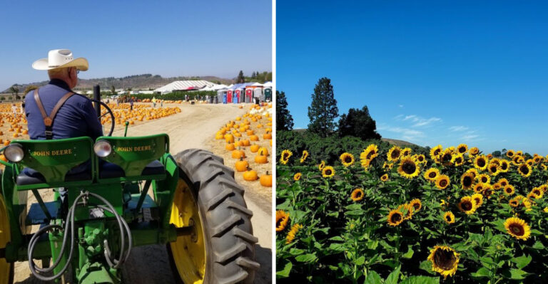 This Stunning Southern California Farm Is A Perfect Place To Pick Your Own Sunflowers This Season