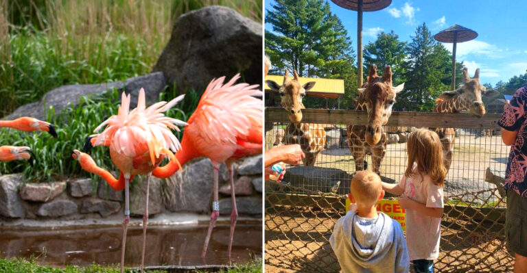 Feeding Giraffes At This Remote Wisconsin Wildlife Park Is The Bucket List Experience You Never Knew You Needed