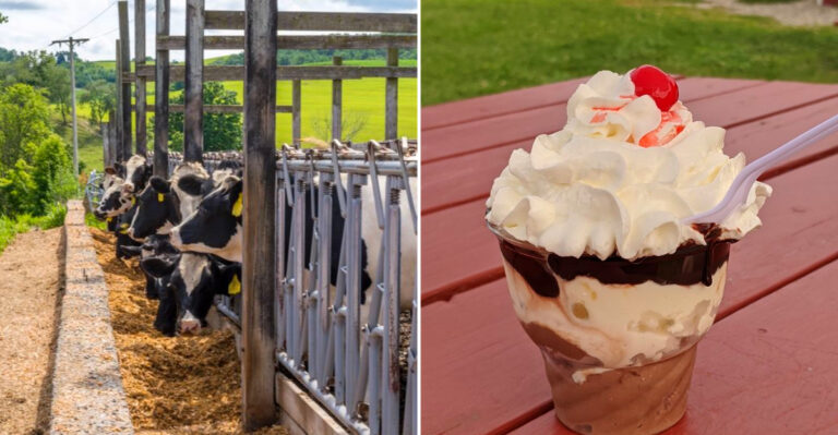This Remote New York Dairy Farm With Adorable Cows Makes Ice Cream People Drive Hours To Try
