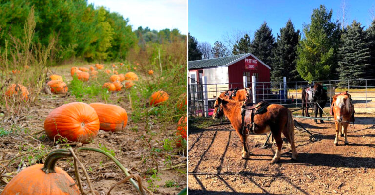 This Wisconsin Farm Has A Petting Zoo, Corn Maze, And Plenty Of Family Fun This September