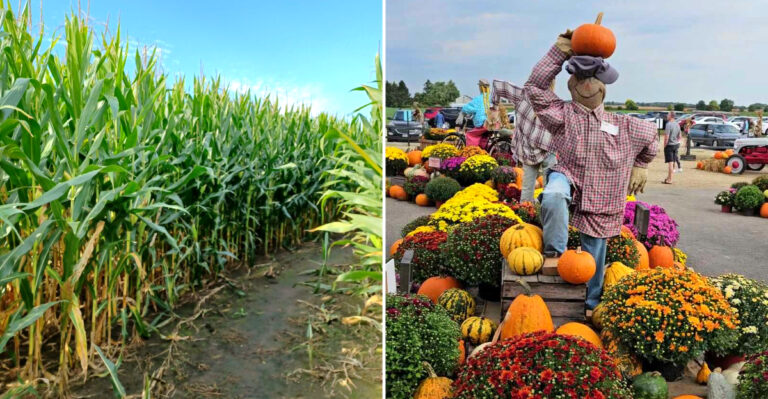 These Wisconsin Corn Mazes Are So Massive They Take Two Hours To Escape
