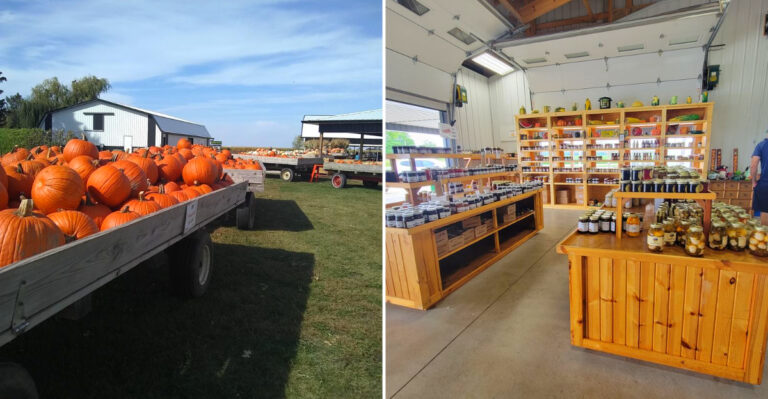 This Wisconsin Farm Grows Pumpkins That Can Top 300 Pounds