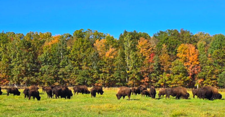 Ride Across A Wisconsin Ranch For An Up-Close Look At Roaming Bison