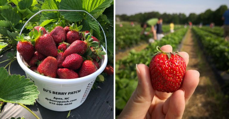 Head Out To North Carolina For An Afternoon Of Berry Picking And Tasty Treats