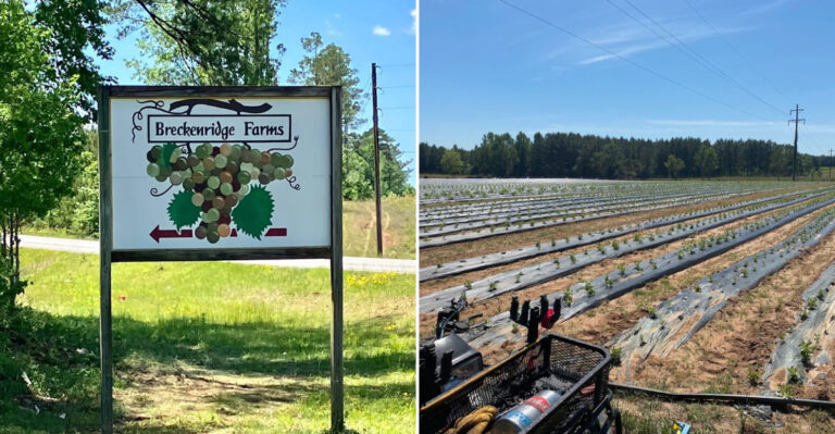 This Mississippi Farm Is A Must-Visit For Anyone Who Loves Picking Fresh Muscadines By The Bucket
