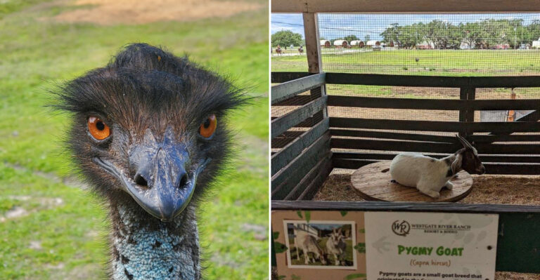 Florida Locals Have A Surprising Reason For Avoiding This Popular Petting Zoo On Weekends