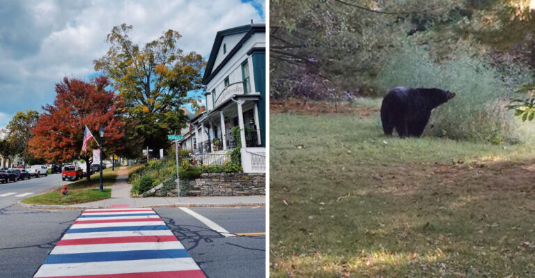 10 Places In Connecticut Where Black Bears Have Made Summer Appearances