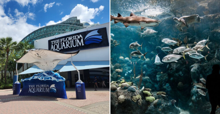 This Florida Aquarium Delivers An Unforgettable Experience Away From Theme Park Lines