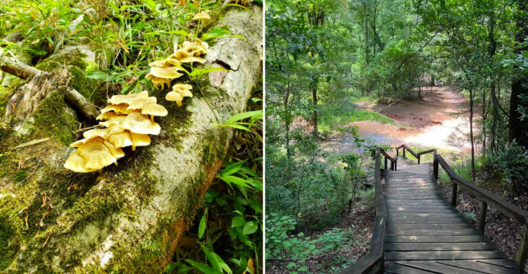This Mississippi State Park Has One Of The Most Legendary Hiking Trails In The Southeast