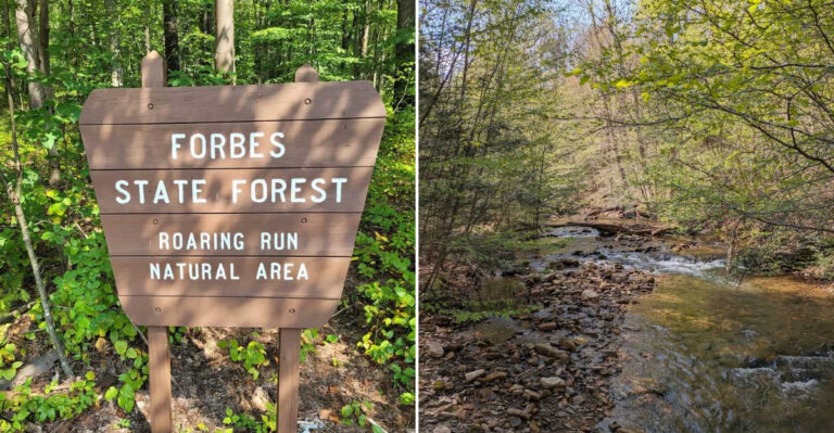 8 Pennsylvania Destinations Where Timber Rattlesnakes Have Been Officially Recorded