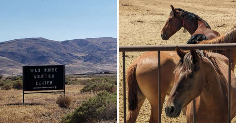 This Quiet Nevada Facility Lets You Meet Wild Mustangs Under The Open Desert Sky