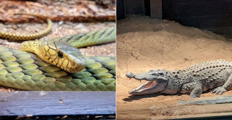 This South Carolina Reptile Park Cares For Giant Predators Most People Avoid