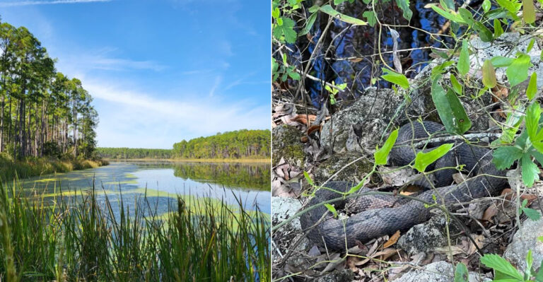 8 Florida Panhandle Spots Where Copperheads Tend To Turn Up Every Summer