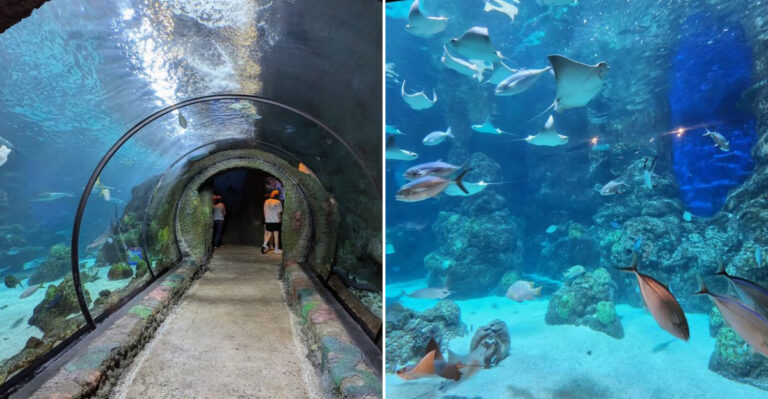 This Colorado Aquarium Transforms Into A Magical Adults-Only Underwater Experience At Night