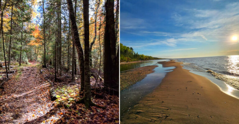 This Remote Wisconsin Forest Offers A Rare Chance To Spot A Moose In The Wild