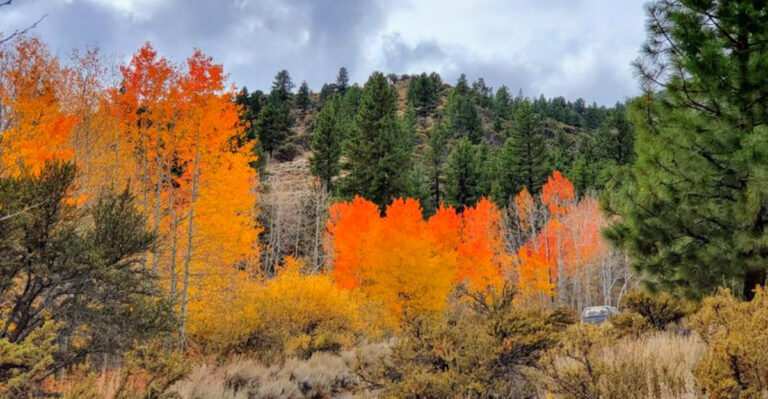 This Peaceful Trail Near Reno Comes Alive With Golden Fall Color