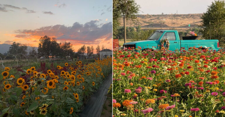 You Won’t Believe How Gorgeous This Hidden Colorado Sunflower Festival Is