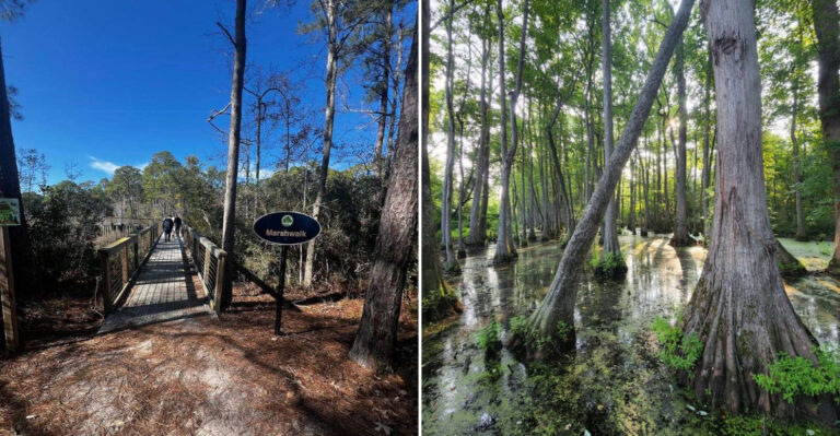 These Spectacular Boardwalk Hikes In Mississippi That Are Perfect For Nature Lovers And Outdoor Adventures