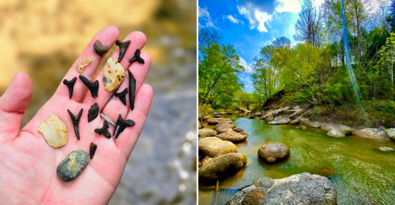 This Mississippi Fossil Site Lets You Dig Through An Ancient Seafloor And Keep The Fossils You Find