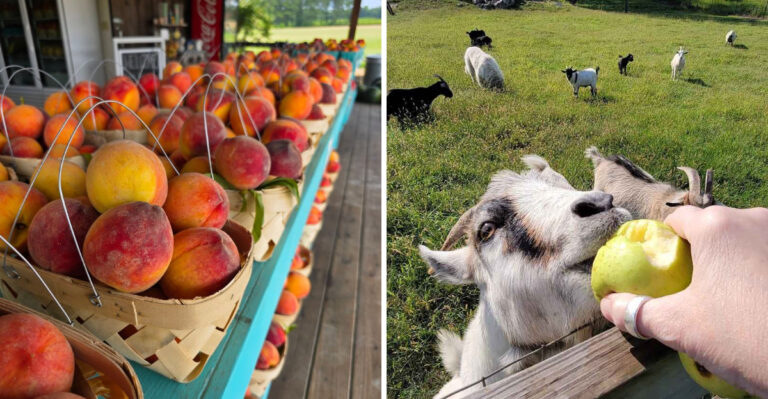 At This Alabama Orchard Farm, You Can Pick Your Own Peaches And Experience Farm Life