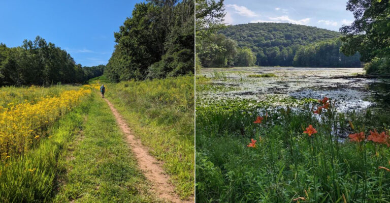10 Areas In New Jersey With The Highest Reported Tick Risk This Summer