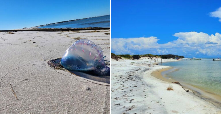 This Isolated Mississippi Beach Is Famous For Its Summer Jellyfish Swarms