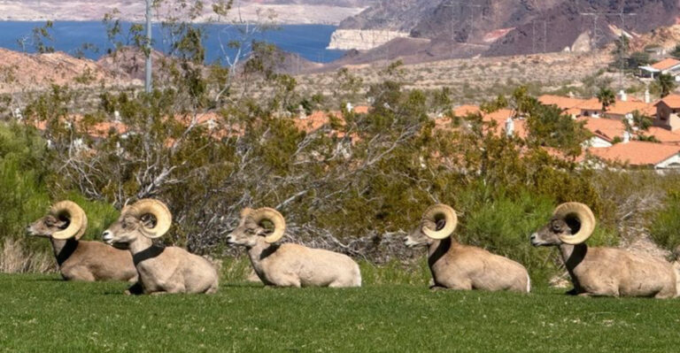 This Overlooked Nevada Park Could Be The Ultimate Spot For Wild Bighorn Sheep